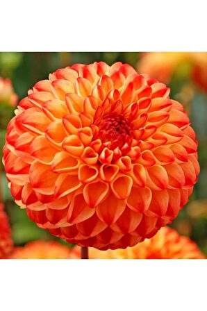 Karışık Dahlia Çiçeği Tohumu 5 Adet Tohum Yıldız Çiçek Tohumu