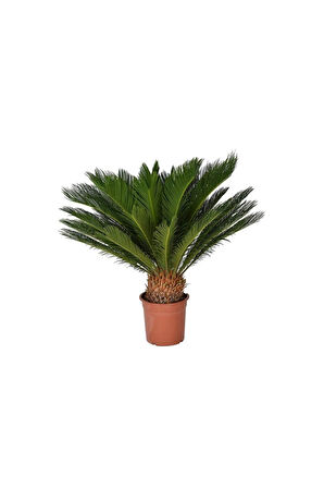 Nadir Ithal Cycas Tohumu 3 Adet Tohum Sikas Revoluta