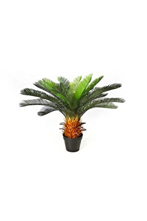 Nadir Ithal Cycas Tohumu 3 Adet Tohum Sikas Revoluta