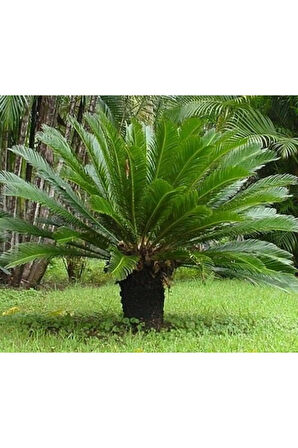 Nadir Ithal Cycas Tohumu 3 Adet Tohum Sikas Revoluta