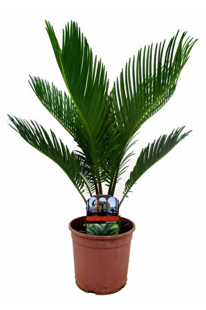 Nadir Ithal Cycas Tohumu 3 Adet Tohum Sikas Revoluta