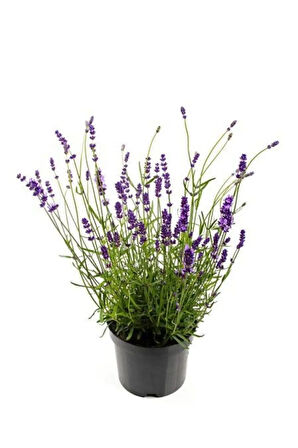 Nadir Ithal Mis Kokulu Ingiliz Lavanta Çiçeği Tohumu 20 Adet Lavanta Tohumu
