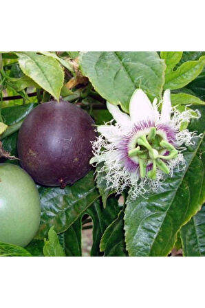 Tropikal Tutku Meyvesi Tohumu 3 Adet Tohum Passion Fruit