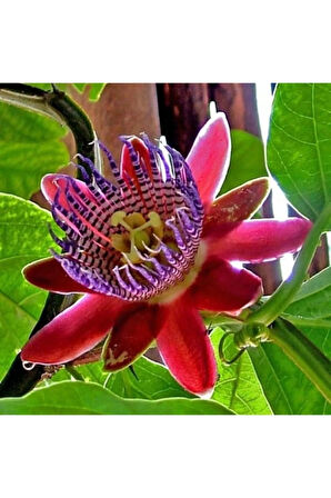 Tropikal Tutku Meyvesi Tohumu 3 Adet Tohum Passion Fruit