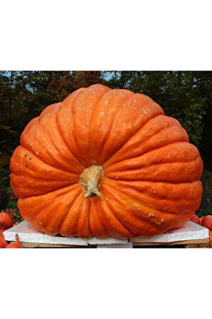 Eko Paket 10 Adet Tohum Atlantik Giant Dev Kabak Tohumu