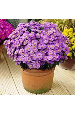 Eko Paket 10 Adet Tohum Atlantik Giant Dev Kabak Tohumu