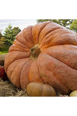 Eko Paket 10 Adet Tohum Atlantik Giant Dev Kabak Tohumu