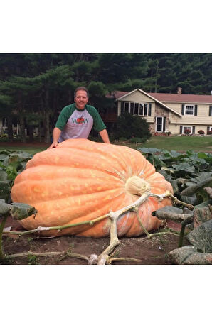 Eko Paket 10 Adet Tohum Atlantik Giant Dev Kabak Tohumu