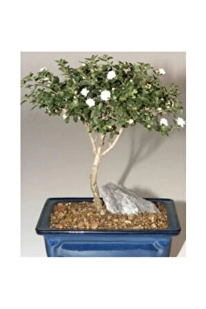 Bodur Beyaz Gül Bonzai Ağacı Tohumu 5 Adet Tohum Bonsai Ağacı Tohumu