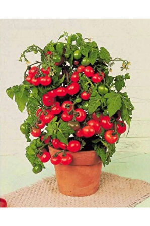 Cherry Saksılık Domates Tohumu 10 Adet Tohum