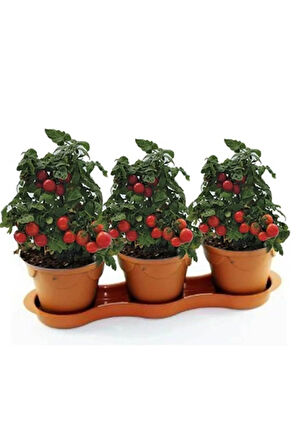 Cherry Saksılık Domates Tohumu 10 Adet Tohum
