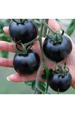 Siyah Domates Tohumu 5 Adet Tohum Black Tomato