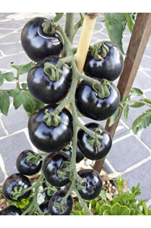 Siyah Domates Tohumu 5 Adet Tohum Black Tomato