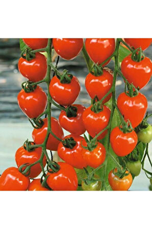 Çilek Domatesi Tohumu 5 Adet Tohum Tometoberry Domates Tohumu