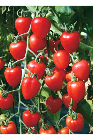 Çilek Domatesi Tohumu 5 Adet Tohum Tometoberry Domates Tohumu