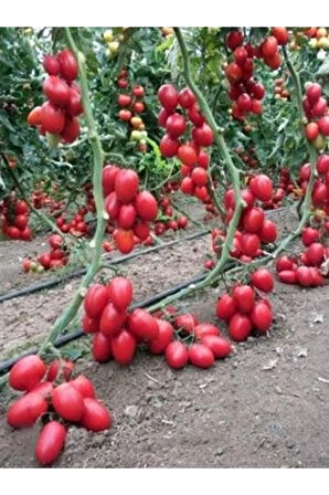 Saksılık Zeytin Domates Tohumu 10 Adet Tohum Kahvaltılık Domates Tohumu