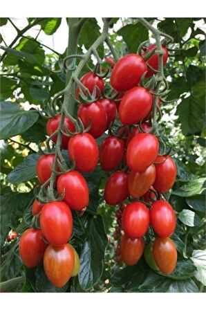 Saksılık Zeytin Domates Tohumu 10 Adet Tohum Kahvaltılık Domates Tohumu