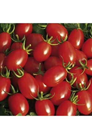 Saksılık Zeytin Domates Tohumu 10 Adet Tohum Kahvaltılık Domates Tohumu