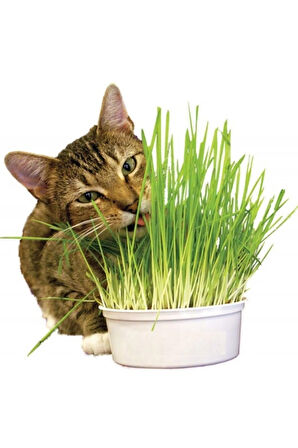 Ithal Kedi Çimi Tohumu 30 Gram Tohum Çim Tohumu