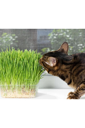 Ithal Kedi Çimi Tohumu 30 Gram Tohum Çim Tohumu