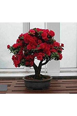 Bodur Kırmızı Gül Bonzai Ağacı Tohumu 5 Adet Tohum Bonsai Ağacı Tohumu