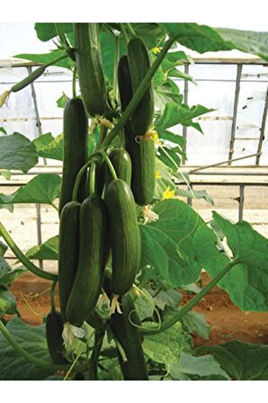 Eko Paket 25 Adet Tohum Ithal Erkenci Sırık Salatalık Tohumu