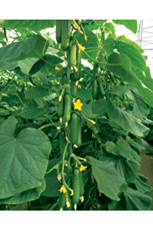 Eko Paket 25 Adet Tohum Ithal Erkenci Sırık Salatalık Tohumu