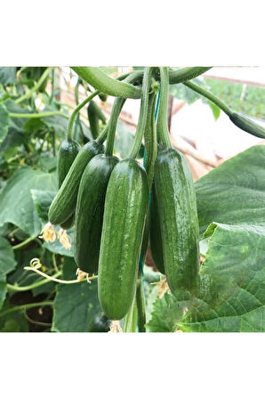 Eko Paket 25 Adet Tohum Ithal Erkenci Sırık Salatalık Tohumu