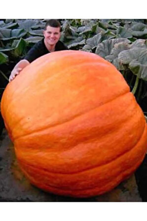 Eko Paket 10 Adet Tohum Atlantik Giant Dev Kabak Tohumu