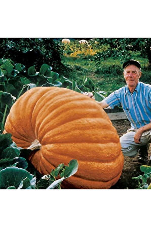 Eko Paket 10 Adet Tohum Atlantik Giant Dev Kabak Tohumu