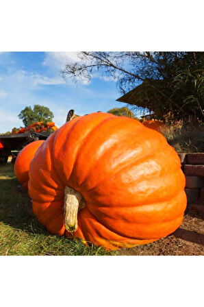 Eko Paket 10 Adet Tohum Atlantik Giant Dev Kabak Tohumu