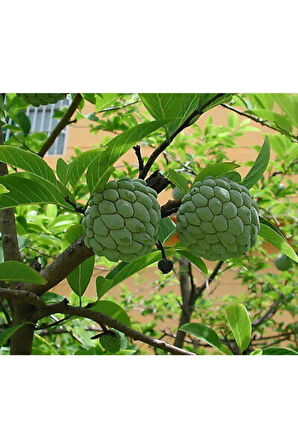 Tropikal Sugar Apple Meyvesi Tohumu 3 Adet Tohum Şeker Elma