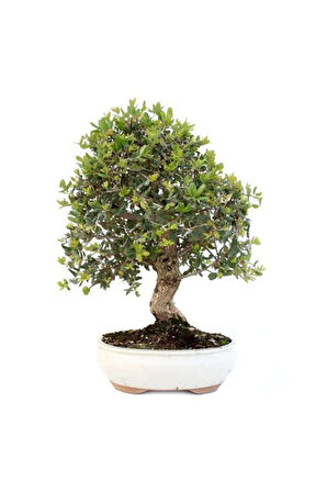 Bodur Zeytin Bonzai Ağacı Tohumu 3 Adet Tohum Bonsai Ağacı Tohumu