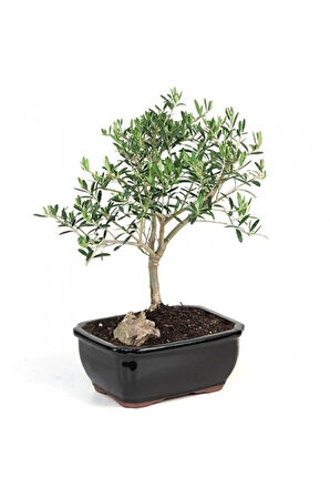 Bodur Zeytin Bonzai Ağacı Tohumu 3 Adet Tohum Bonsai Ağacı Tohumu