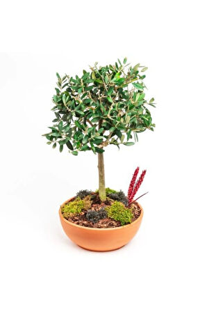 Bodur Zeytin Bonzai Ağacı Tohumu 3 Adet Tohum Bonsai Ağacı Tohumu