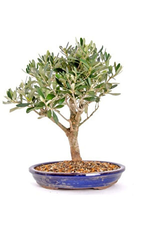 Bodur Zeytin Bonzai Ağacı Tohumu 3 Adet Tohum Bonsai Ağacı Tohumu