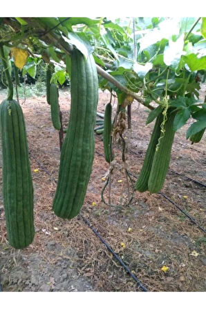 Meşhur Lif Kabağı Tohumu Ekim Seti 3 Tohum Lif Kabak Tohumu Saksı Toprak Kombin