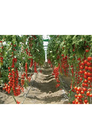 Süper Paket 100 Adet Tohum Ithal Mis Kokul Gerçek Sırık Domates Tohumu