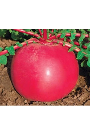 Nadir Ithal Endonezya Dev Turp Tohumu 20 Adet Tohum