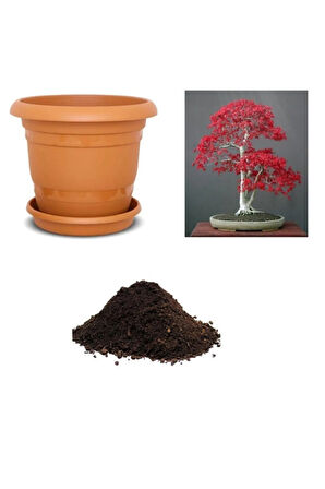 Ithal Acer Rubrum Bonzai Ağacı Tohumu Ekim Seti