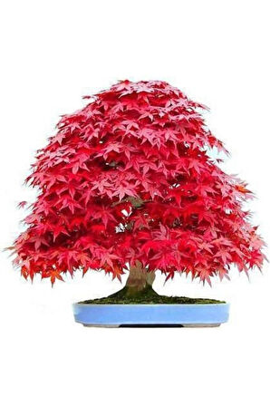 Ithal Acer Rubrum Bonzai Ağacı Tohumu Ekim Seti