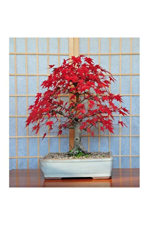 Ithal Acer Rubrum Bonzai Ağacı Tohumu Ekim Seti