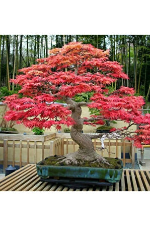 Ithal Acer Rubrum Bonzai Ağacı Tohumu Ekim Seti