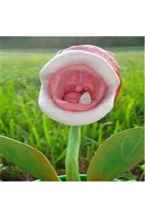 Ithal Etobur Bitki Çiçeği Tohumu Ekim Seti