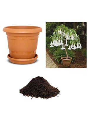 Ithal Beyaz Angel Trumpet Tohumu Ekim Seti