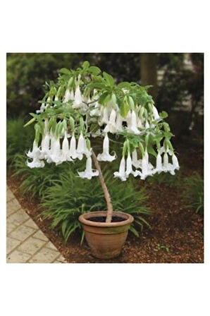 Ithal Beyaz Angel Trumpet Tohumu Ekim Seti