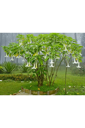 Ithal Beyaz Angel Trumpet Tohumu Ekim Seti