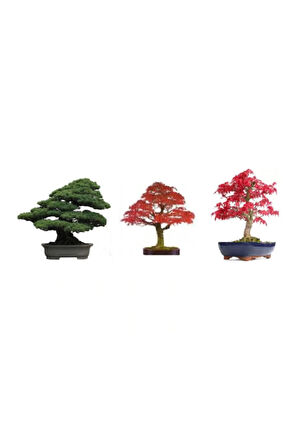 3'lü Bonsai Ağacı Ekim Seti Acer Rubrum Selvi Çınar Bonzai Ağacı Tohumu Kombin