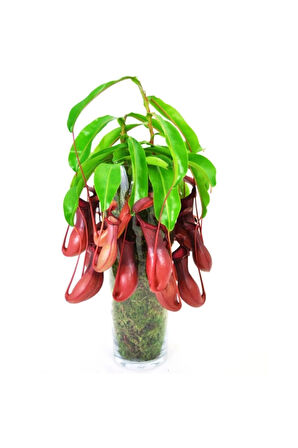 Venus Fly Trap Nepentes Etobur Tohumu Sinek Kapan Tohumu Ekim Seti 10 Tohum Saksı Toprak Kombin