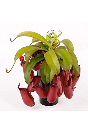 Venus Fly Trap Nepentes Etobur Tohumu Sinek Kapan Tohumu Ekim Seti 10 Tohum Saksı Toprak Kombin